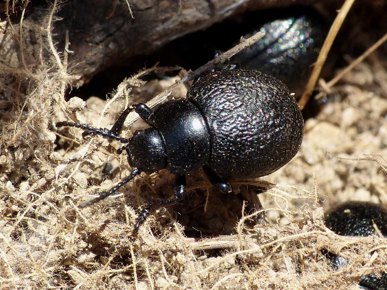 Timarcha sardea, Chrysomelidae